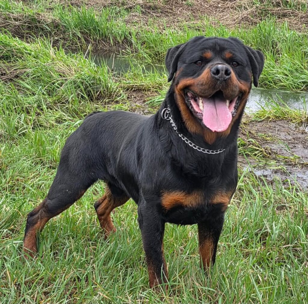 Rottweiler Cachorro