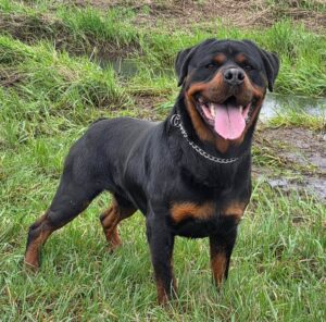 Rottweiler Cachorro