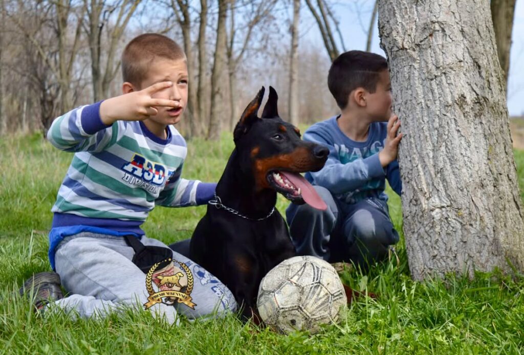 Doberman