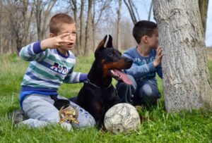 Doberman