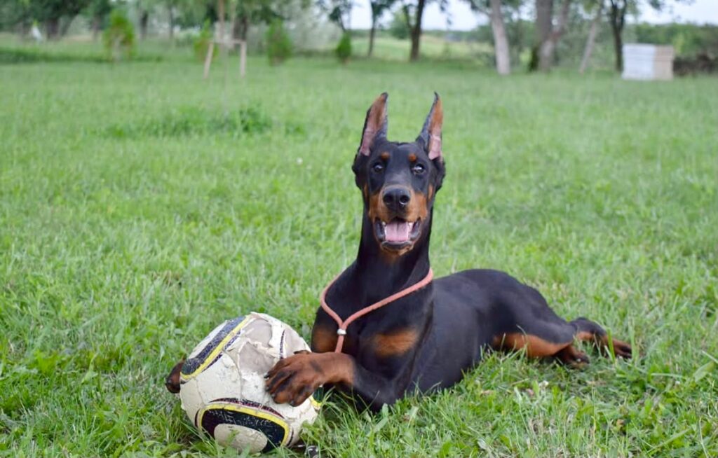 Doberman Cachorro Feliz Perú