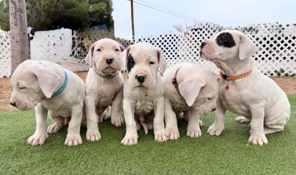Cachorros Dogo Argentino