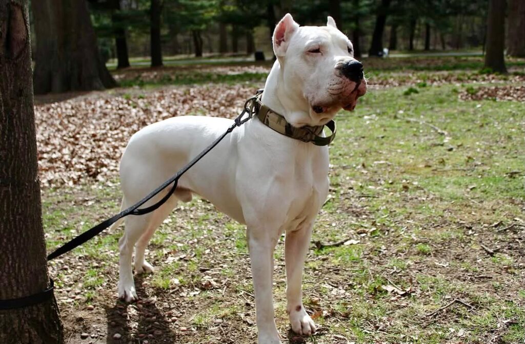 Dogo Argentino