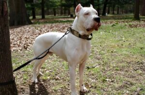 Dogo Argentino