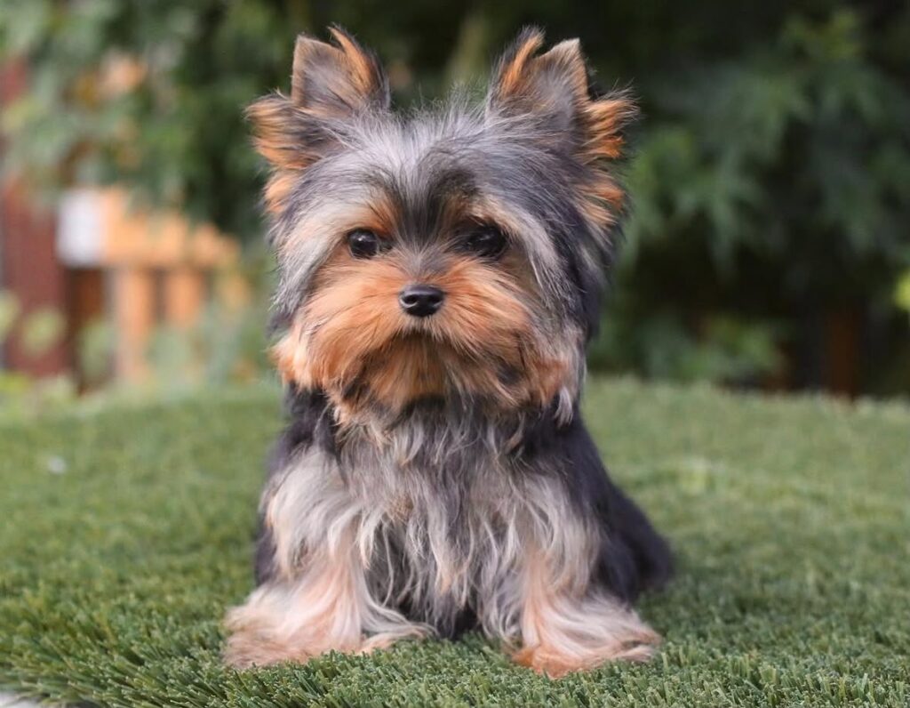 Yorkie Toy