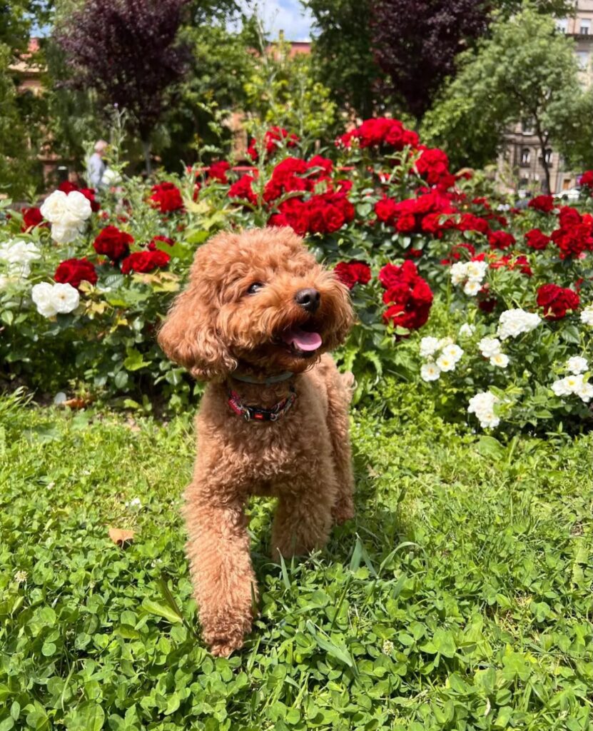 Poodle Toy Rojo Feliz