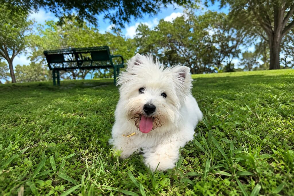 Westie Perú Lima
