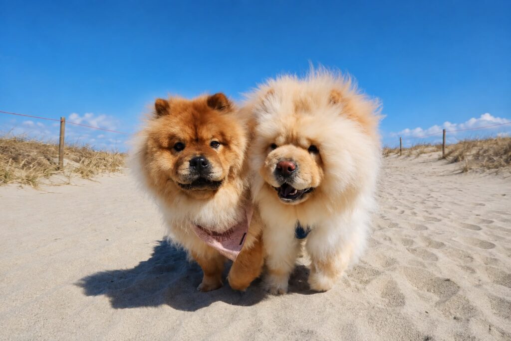 Chow Chow adultos