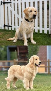 golden retriever vs labrador