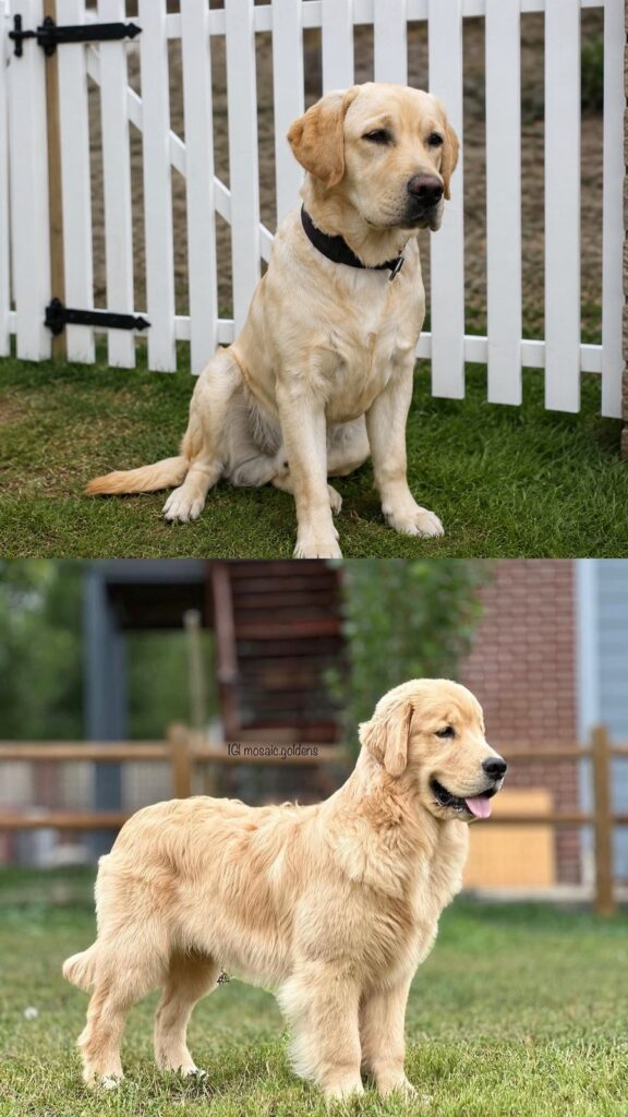 golden retriever vs labrador