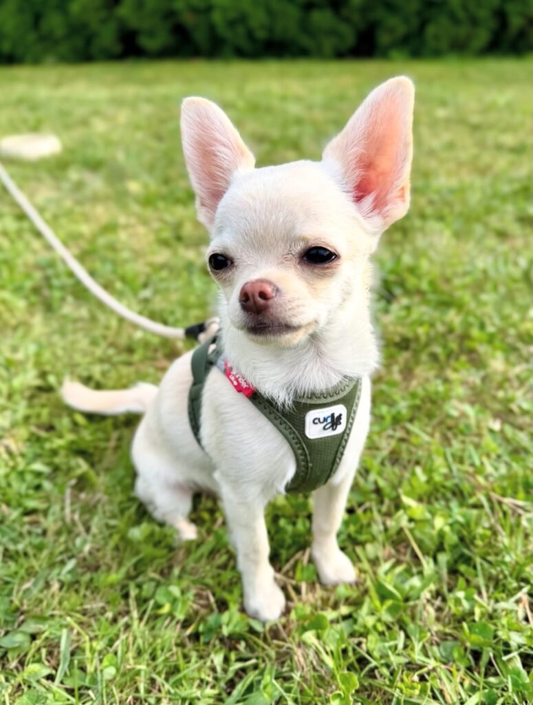 Chihuahua Perú Lima