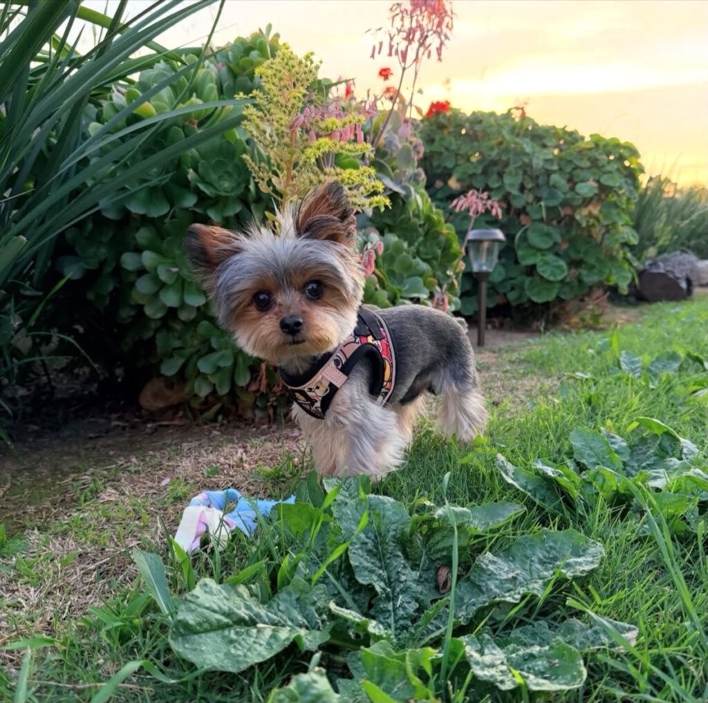 Yorkshire Toy