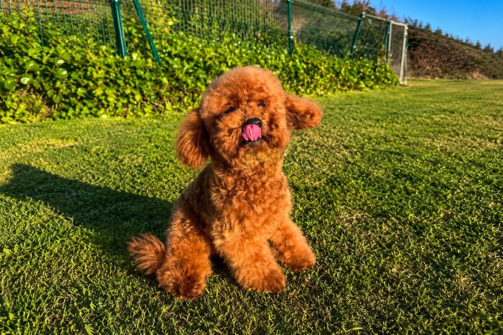 Poodle rojo toy