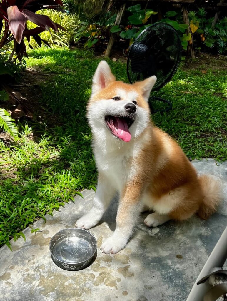 Akita Perú